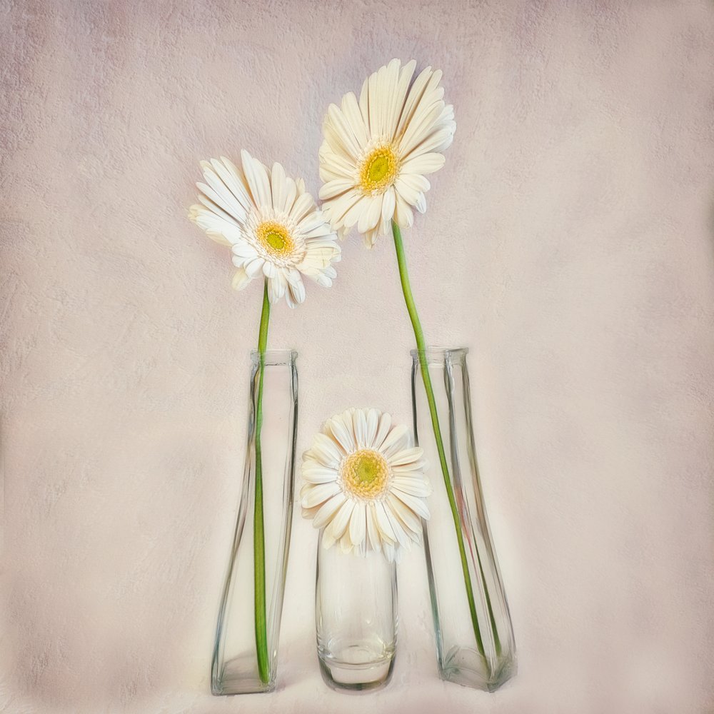 Gerberas brancas elegantes de Marie-anne Stas