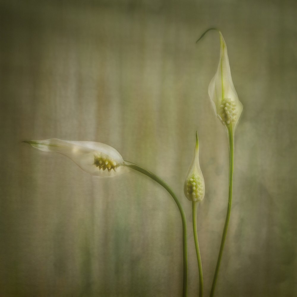 Flores de lírio serenas de Marie-anne Stas