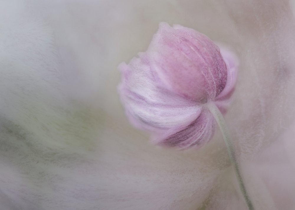 Flor Rosa Suave de Marie-anne Stas