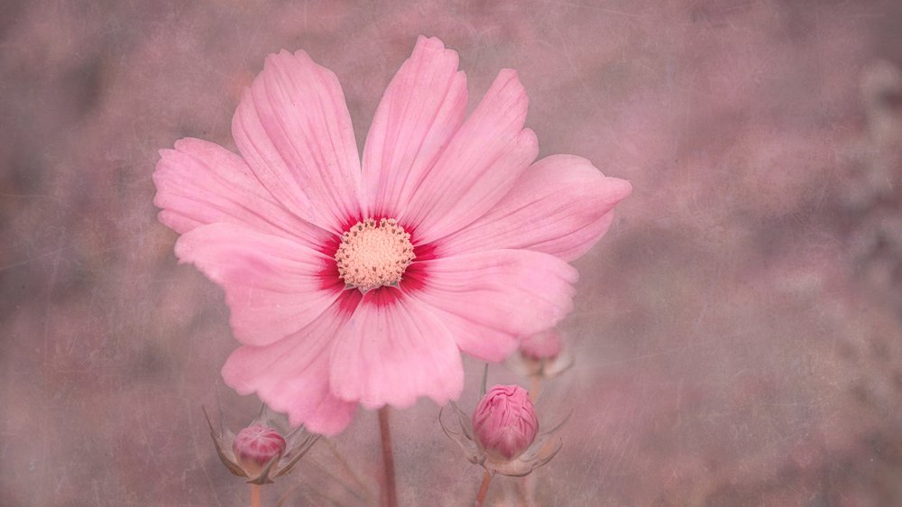 Cosmos Rosa Suave de Marie-anne Stas