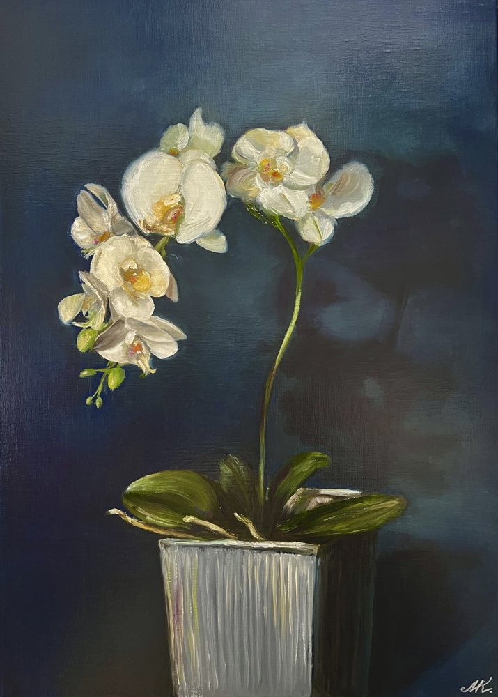 Orquídea elegante em vaso de Marina Kozyr