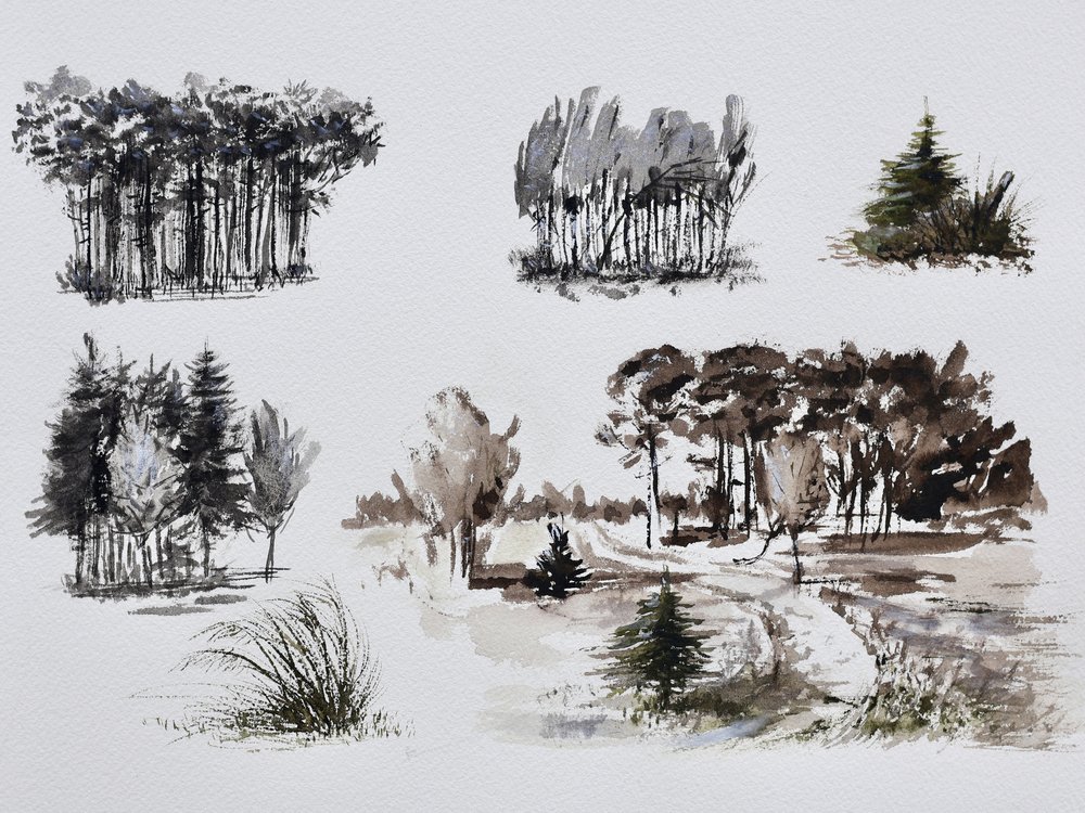 Estudos de árvores da floresta de Marina Kozyr