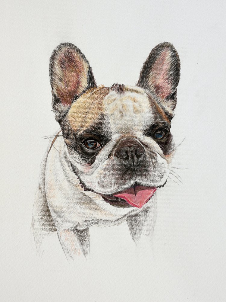 Bulldogue francês feliz de Marina Kozyr