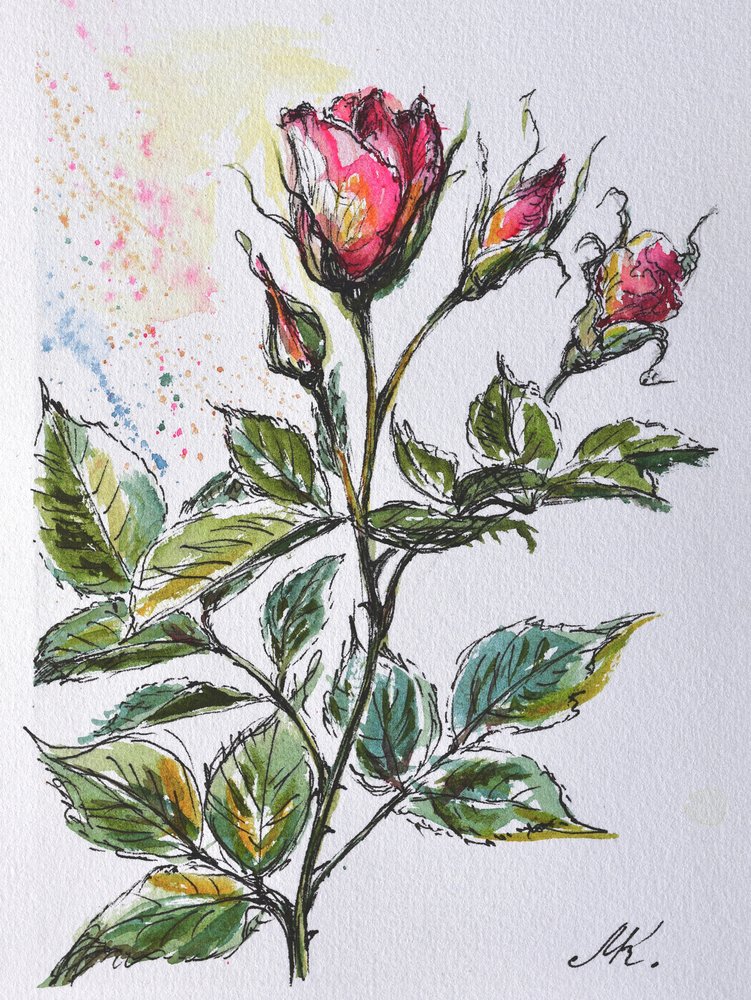 Botões de rosa cor-de-rosa - Esboço botânico a tinta e aguarela de Marina Kozyr