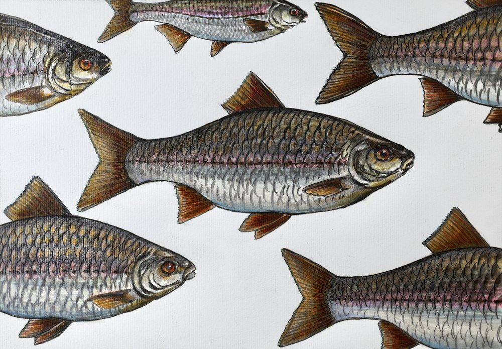Ilustração de um peixe a nadar de Marina Kozyr
