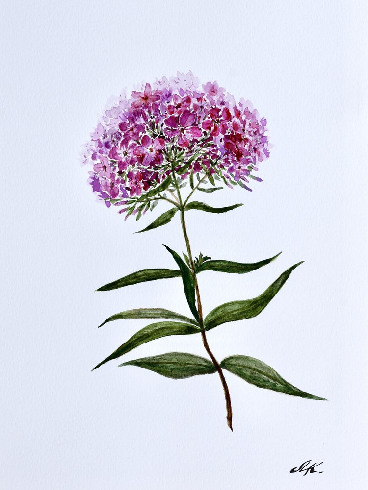 Floração botânica vibrante de Marina Kozyr