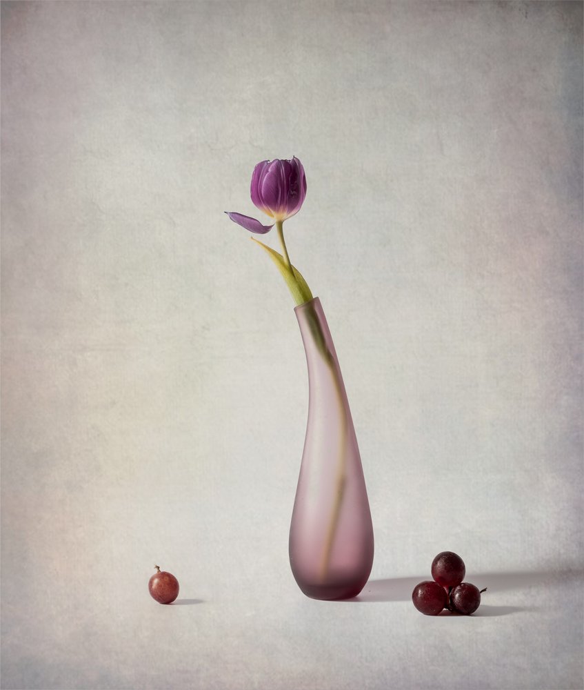 Natureza morta com tulipas roxas de May G