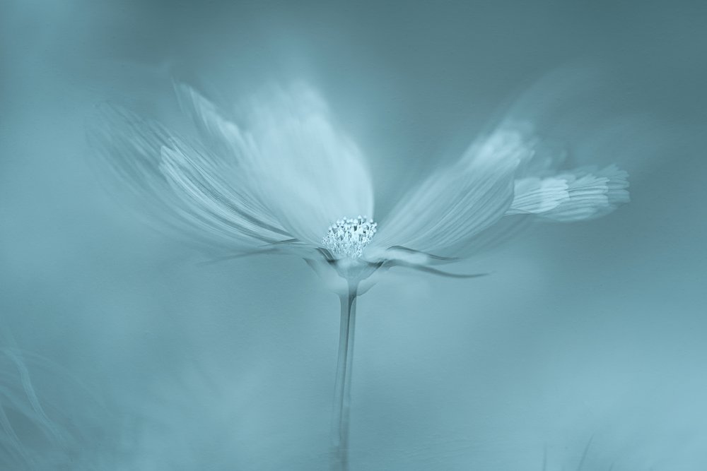 Flor Azul de Sonho de Molly Fu APA