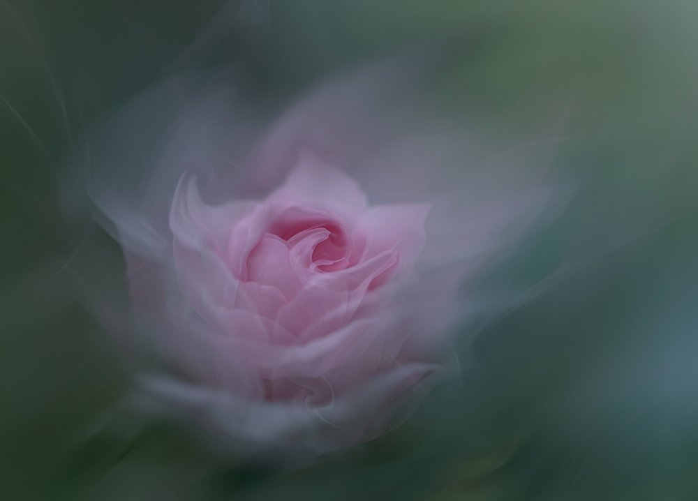Rosa Sonhadora de Molly Fu APA