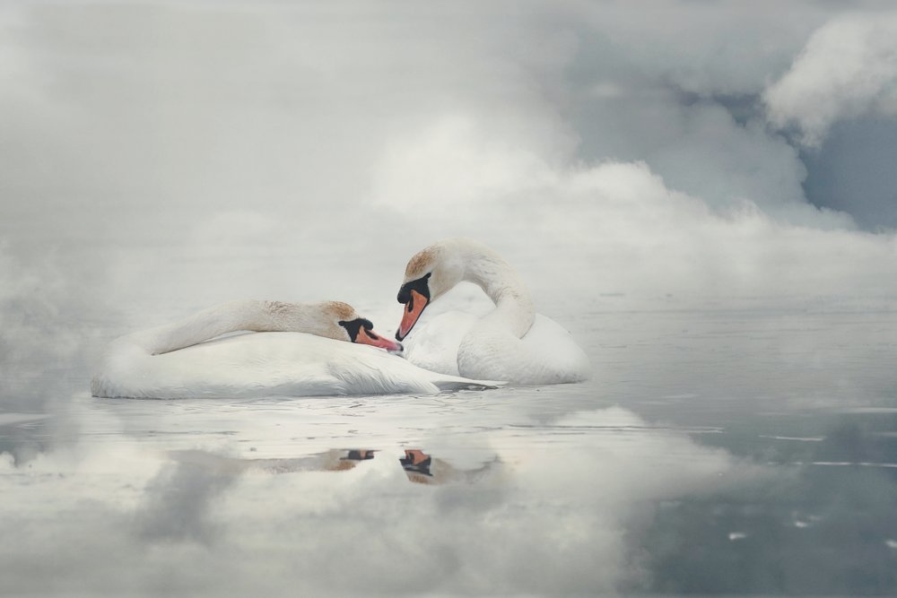 Casal de cisnes serenos de Monique van Velzen