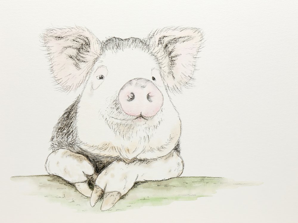 Porquinho fofo em aquarela de Natalie Bruns