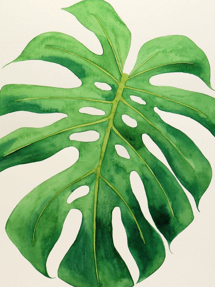 Folha de Monstera tropical de Natalie Bruns