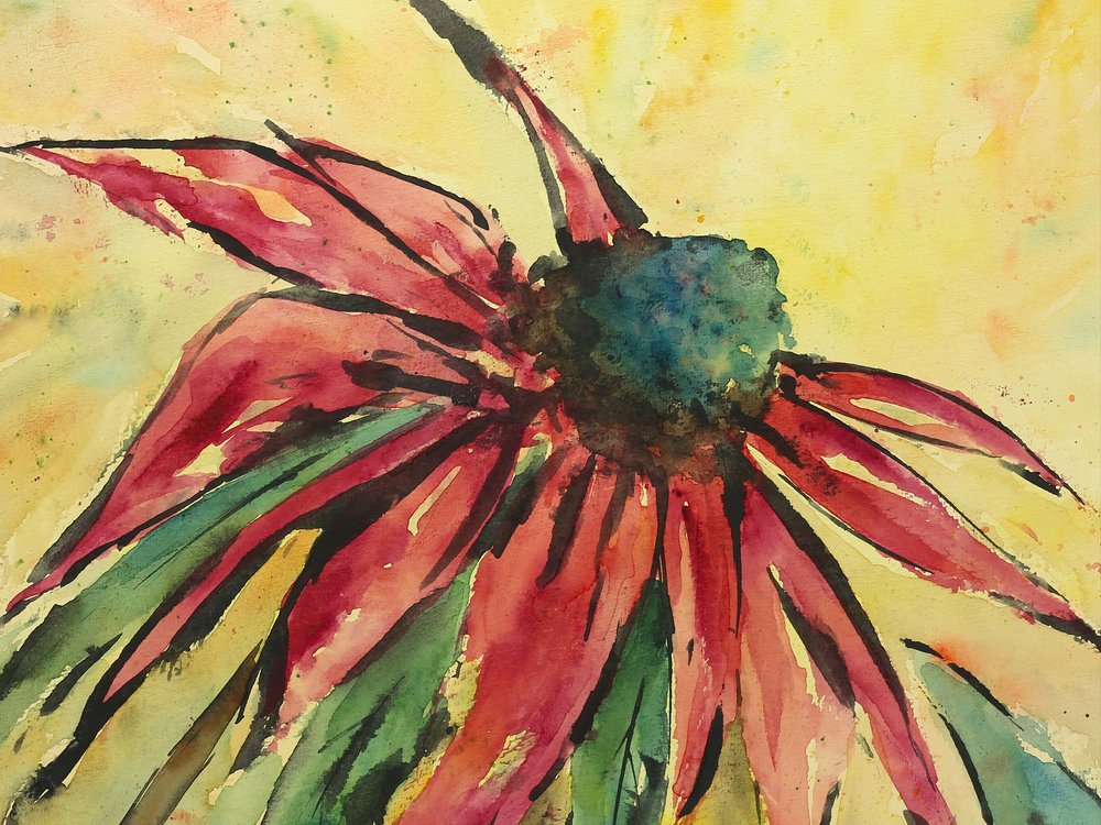 Echinacea vermelha vibrante de Natalie Bruns