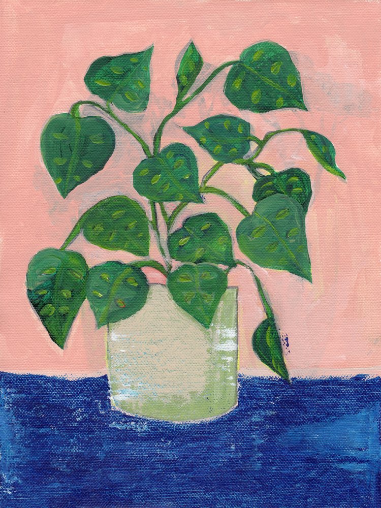 Planta de interior em vaso, de cores vivas de Nikita Jariwala