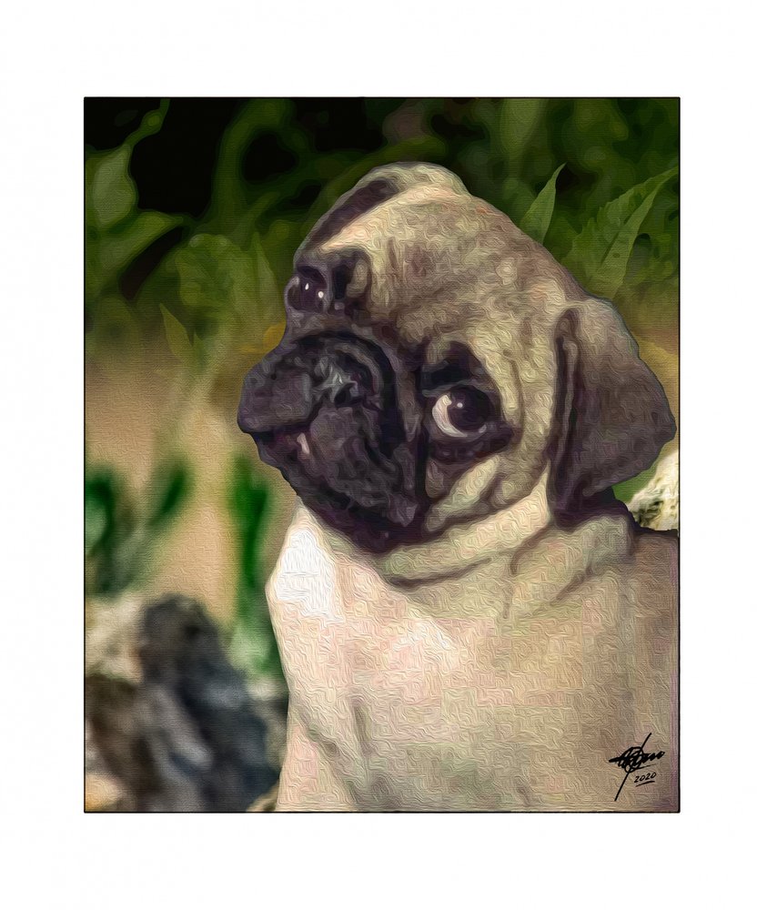 Cachorrinho de Pug curioso de Osvaldo Russo