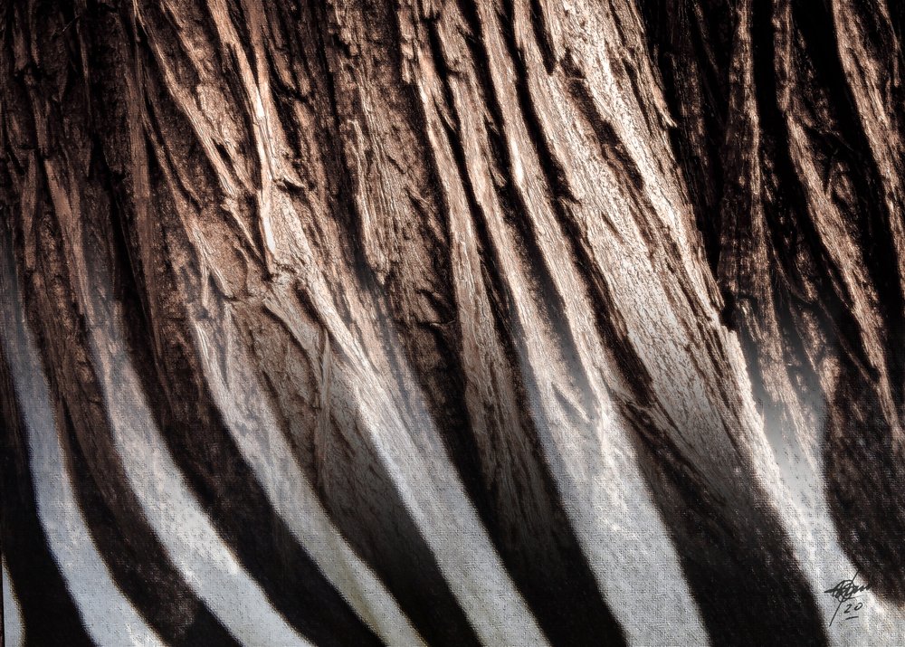 Textura em riscas de zebra de Osvaldo Russo