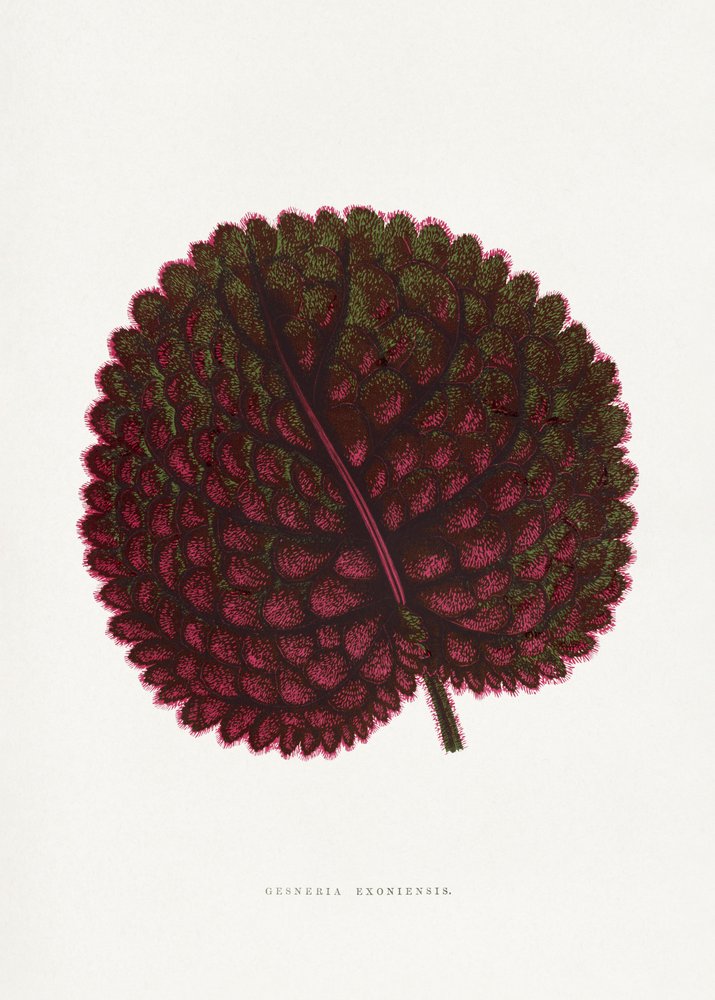  de PictufyLes Plantes a Feuillage Colore