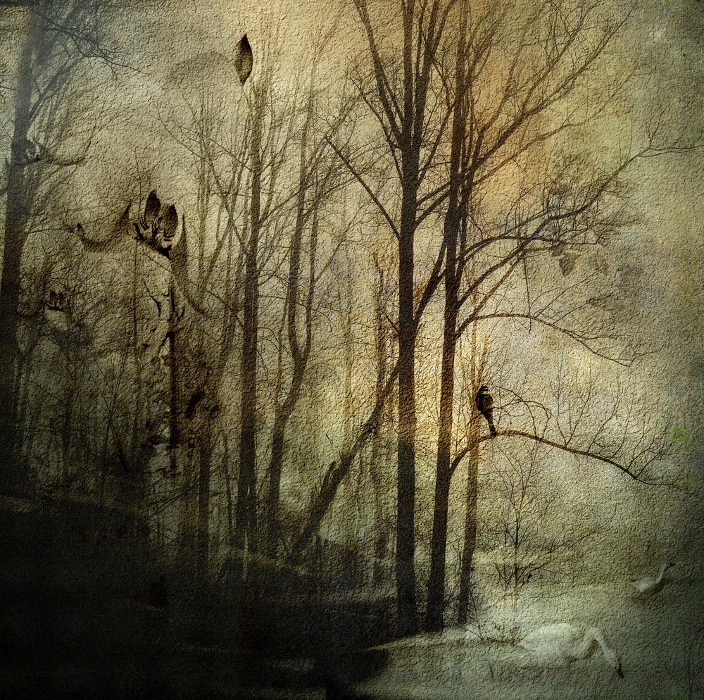 Misteriosas florestas de inverno de Rachel Pansky