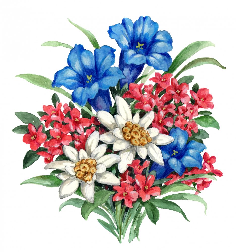 Flores alpinas coloridas de Renate Holzner
