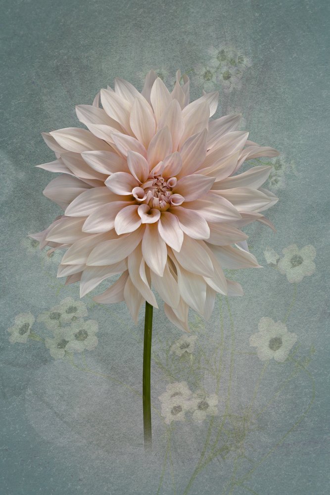 Dália em flor cor-de-rosa de Richard Urbanski
