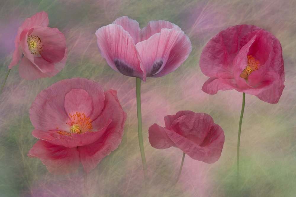 Papoilas cor-de-rosa de sonho de Richard Urbanski