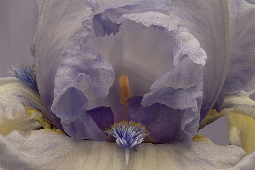 Íris Lavanda Suave de Richard Urbanski