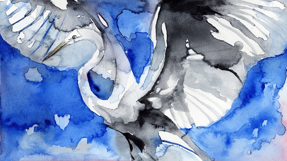 Garça-azul em voo de RodMacIver