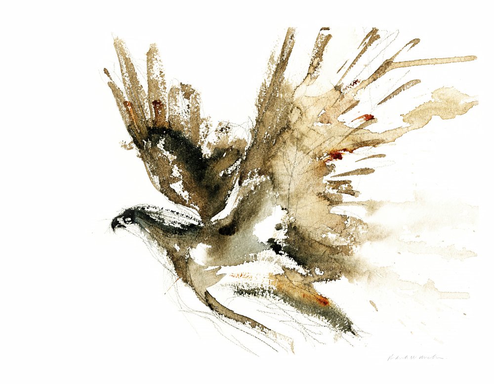 Aquarela Flying Hawk de RodMacIver