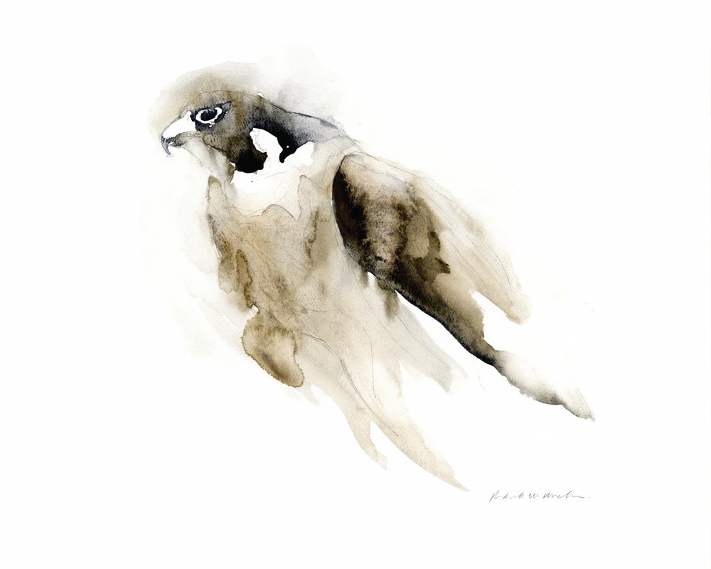Falcão em aquarela de RodMacIver