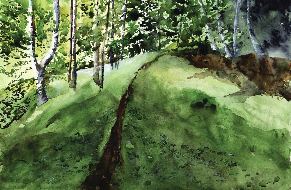 Caminho pela Floresta Exuberante de RodMacIver