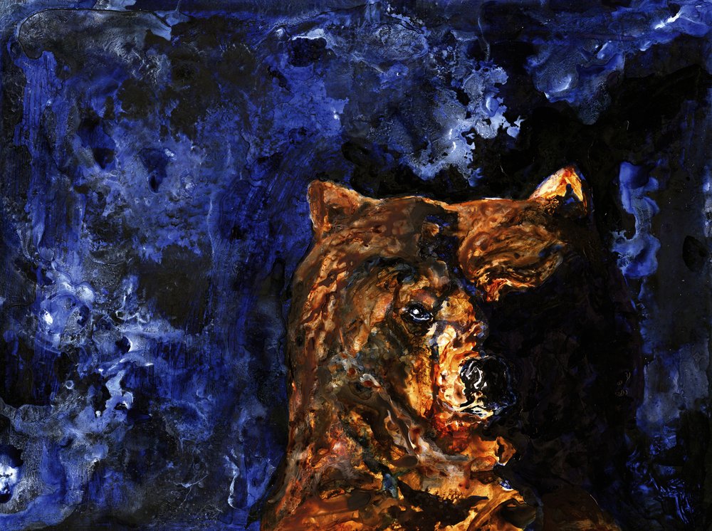 O olhar poderoso do urso pardo de RodMacIver