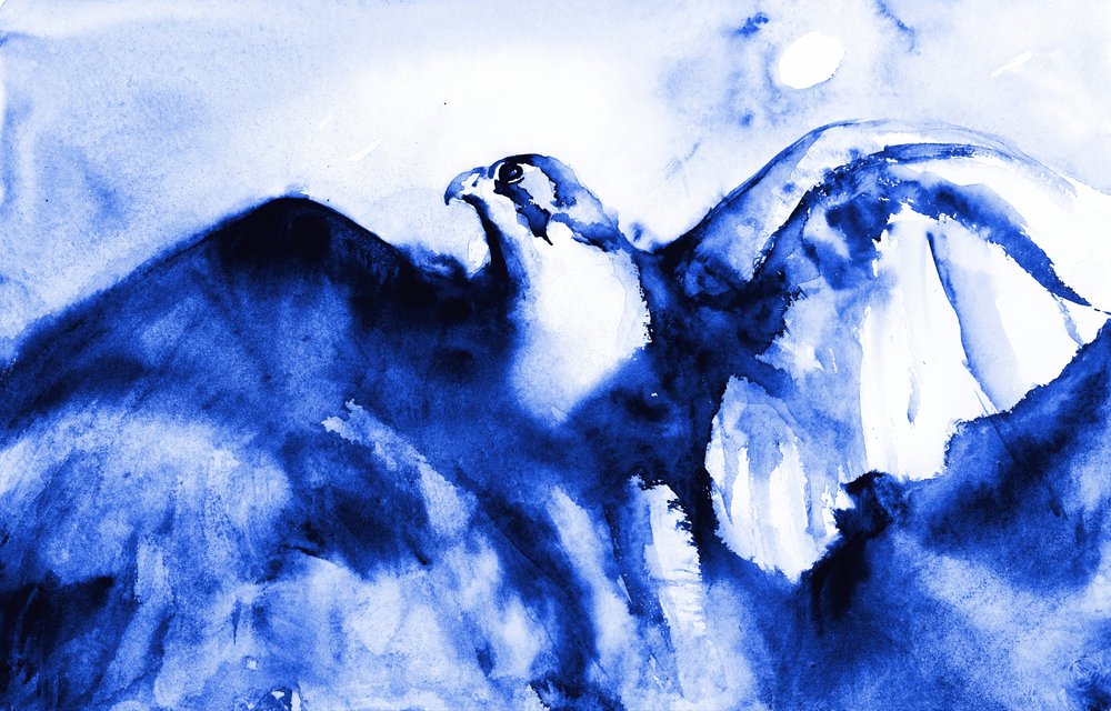 Falcão-azul em voo de RodMacIver