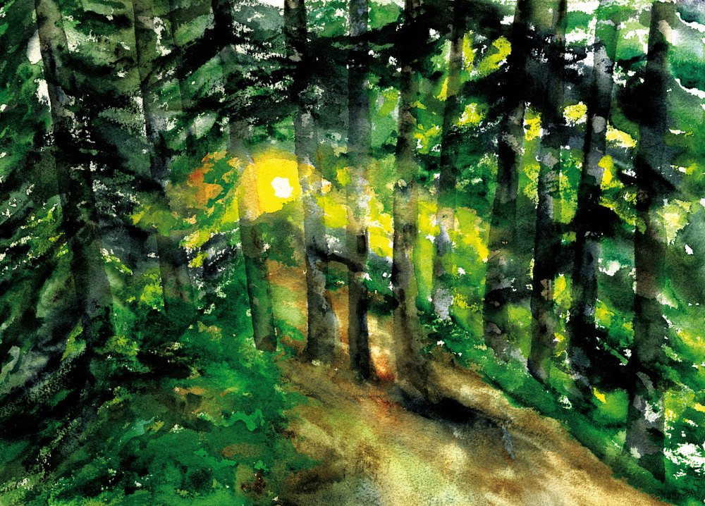 Caminho na floresta banhado pelo sol de RodMacIver