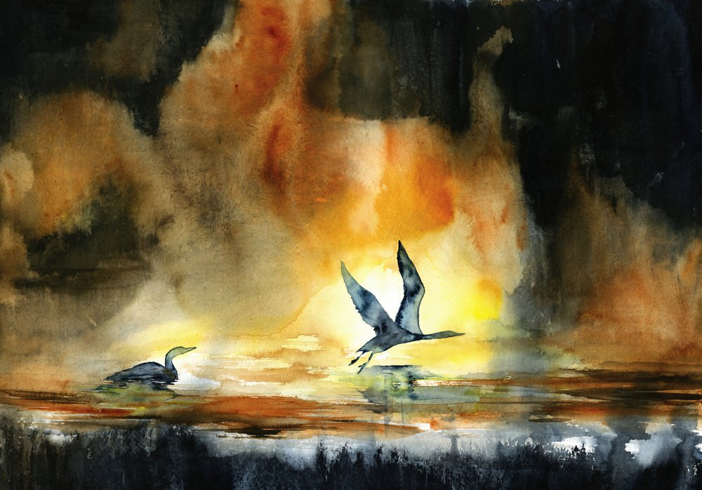 Aves aquáticas ao pôr do sol de RodMacIver