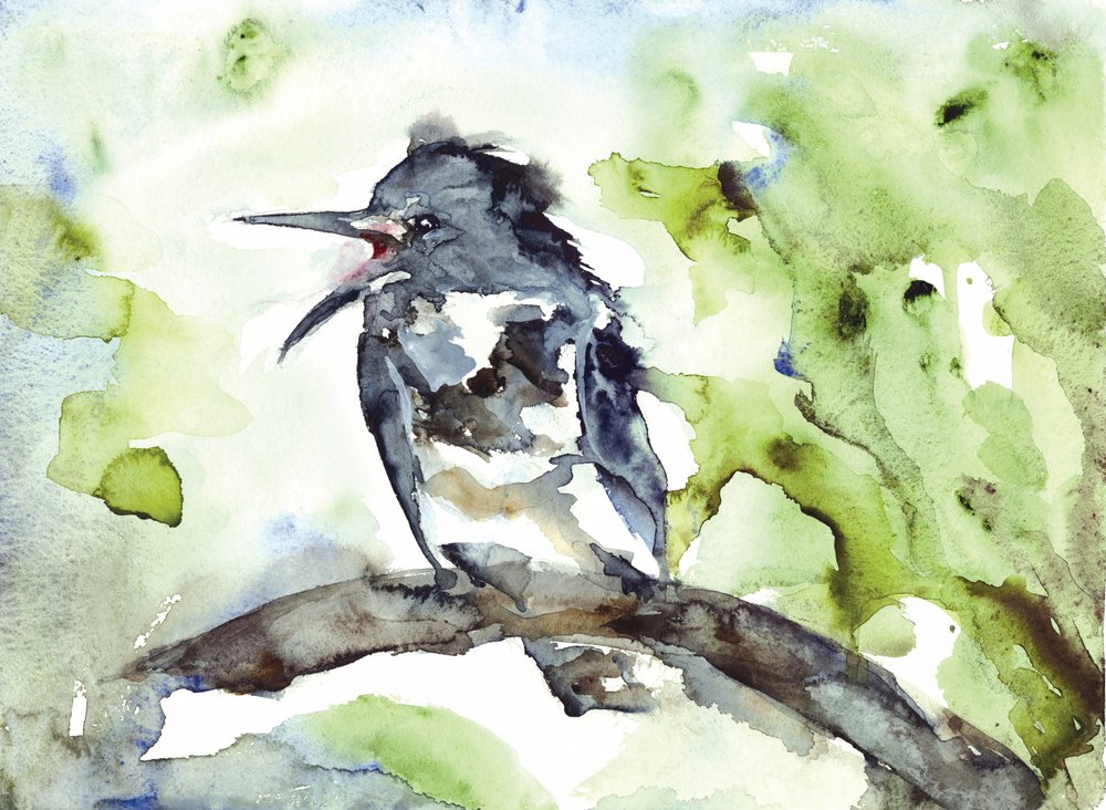 Pássaro Cantor em Aquarela de RodMacIver