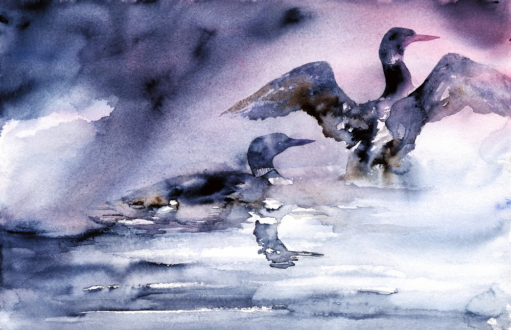Aves aquáticas ao anoitecer de RodMacIver