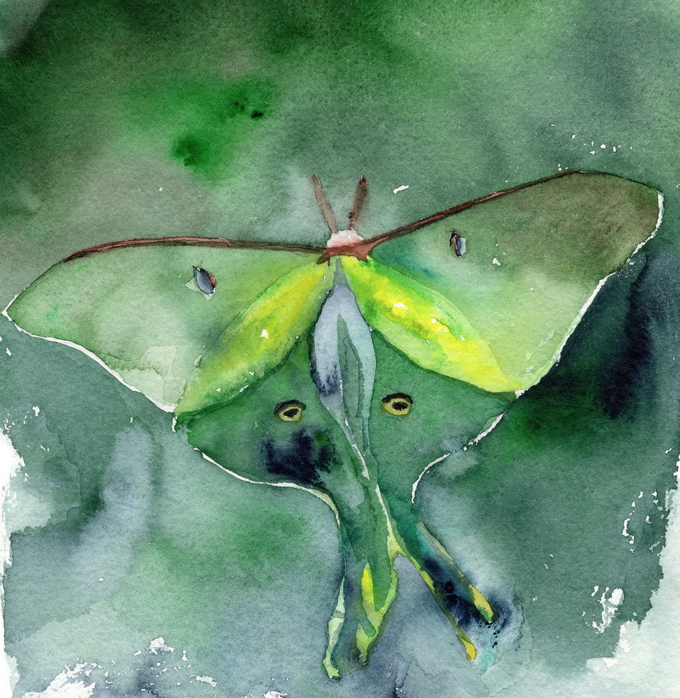 Mariposa-da-lua em aguarela de RodMacIver