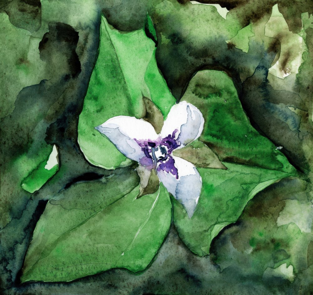 Flores de trillium branco de RodMacIver