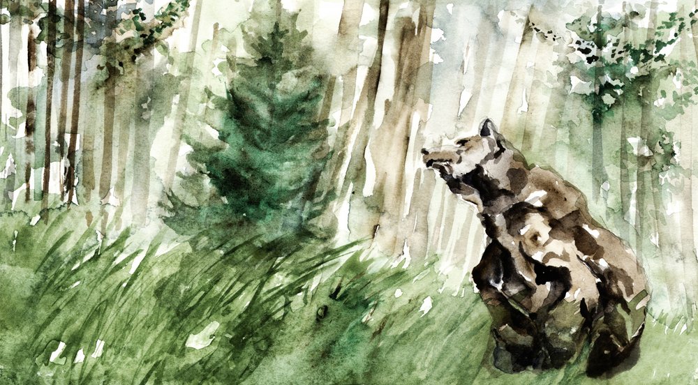 Urso da Floresta Selvagem de RodMacIver