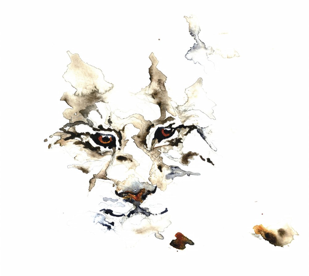 Lince Selvagem em Aquarela de RodMacIver