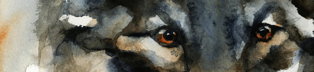 Olhos de Lobo Selvagem de RodMacIver