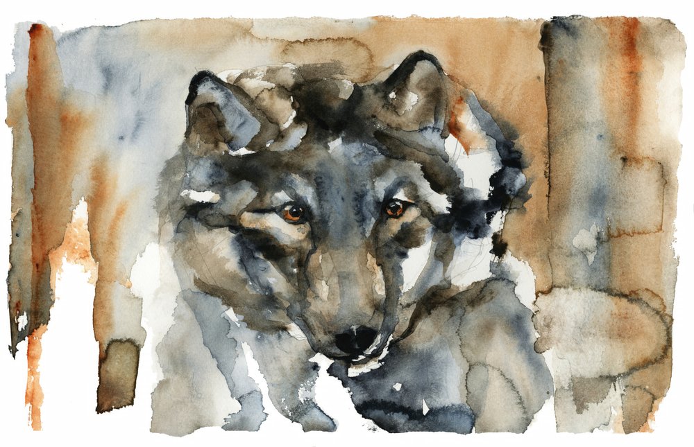 Lobo Selvagem em Aquarela de RodMacIver