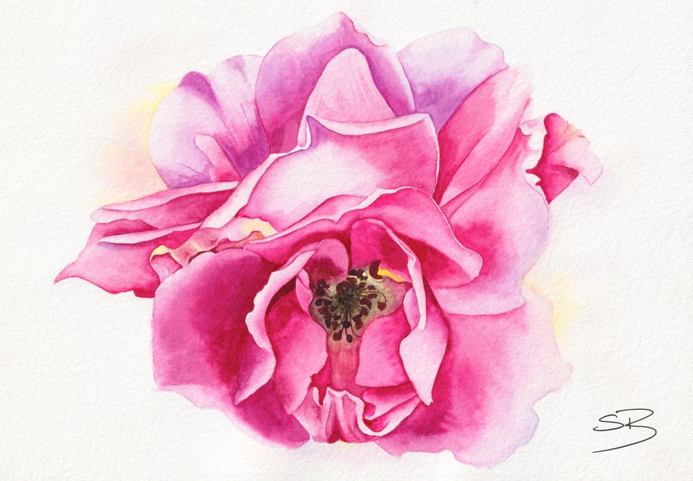 Rosa em flor de Salome