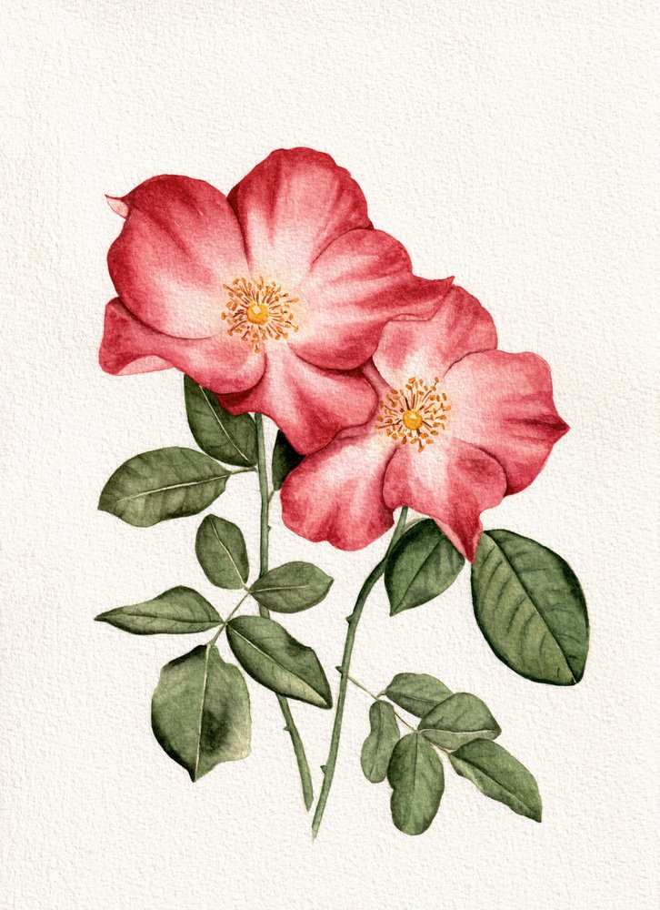 Rosas rosa botânico de Salome
