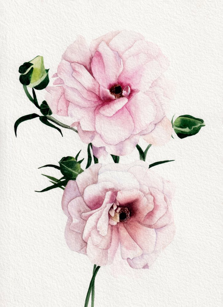 Flores em aquarela rosa de Salome
