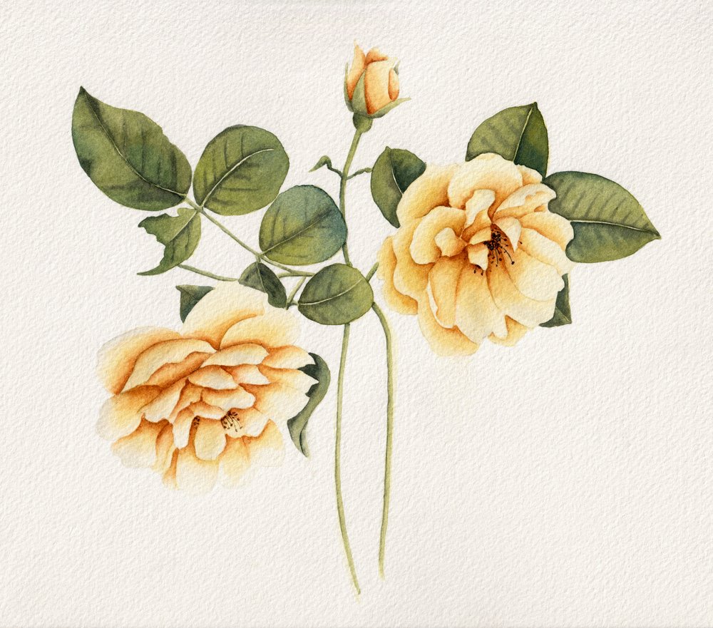 Rosas amarelas suaves de Salome