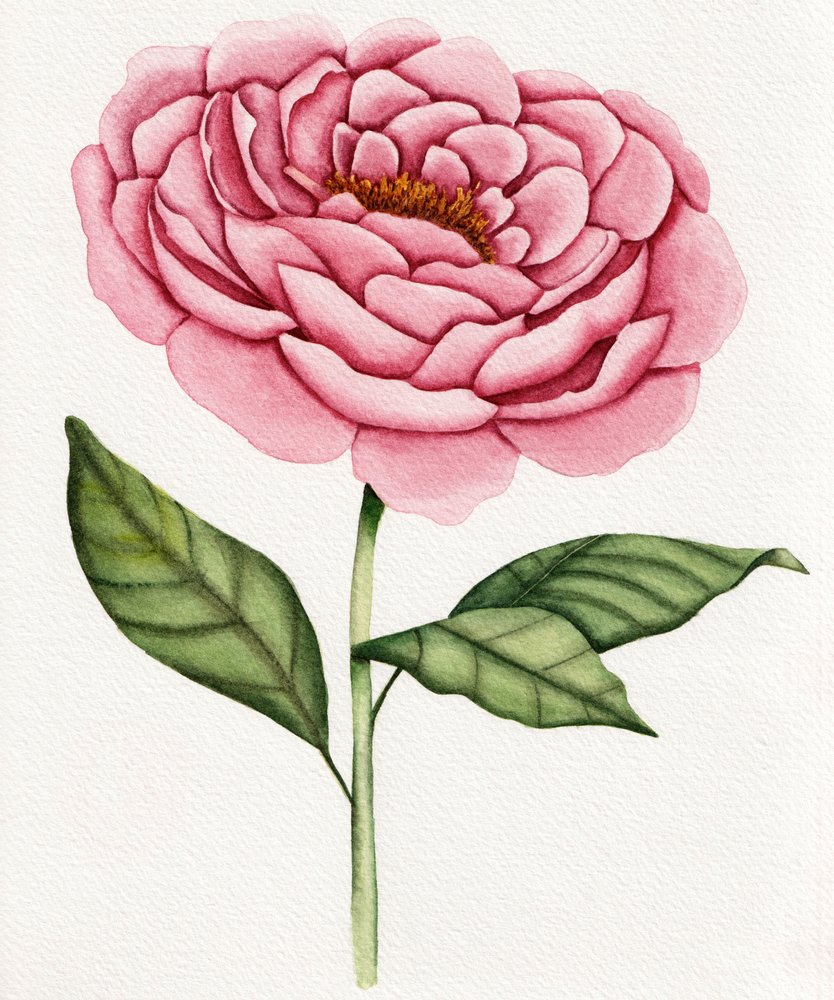 Peônia rosa em aguarela de Salome