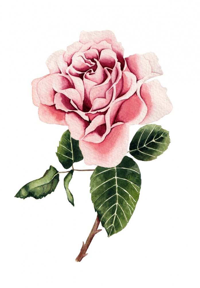 Rosa em aquarela de Salome