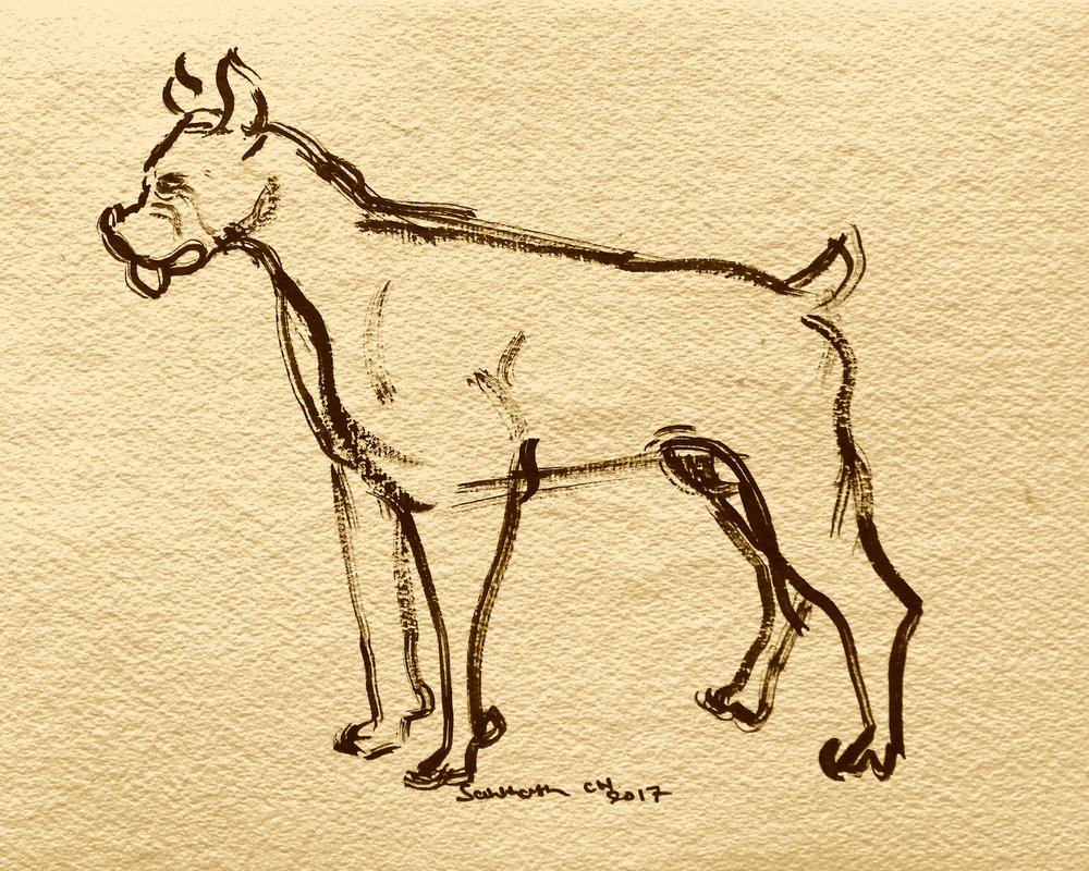 Esboço de cão boxer de Santhosh ch