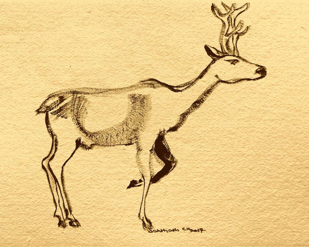 Elegante veado da floresta de Santhosh ch